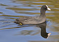 Eurasian Coot