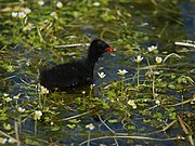 Gallinula chloropus