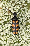 Leptura quadrifasciata female - Keila.jpg