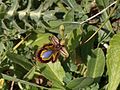 Ophrys speculum Italy - Sardinia