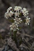 Petasites frigidus (7833289534).jpg