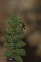 Phacelia fremontii