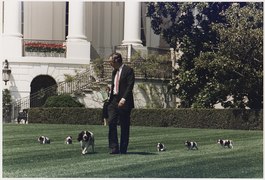 President Bush walks on the South Lawn of the White House, followed by Millie and her puppies - NARA - 186390.tif