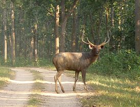 Male with horns