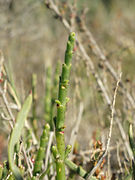   Salicornia fruticosa