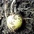 Young Tuber of Solanum tuberosum