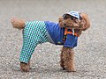 * Nomination Toy Poodle wearing clothes in Ueno Park, Tokyo, Japan. --Basile Morin 06:59, 23 July 2019 (UTC) * Promotion  Support Good quality. --Ermell 07:23, 23 July 2019 (UTC)  Support Good quality. --Nabin K. Sapkota 16:06, 25 July 2019 (UTC)