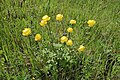 Trollius altissimus