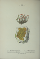 Plate 126 Lichenes