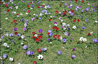 Anemone coronaria, multicolor