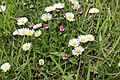 Bellis perennis