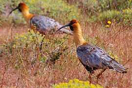 Bandurrias/Black-faced Ibises.