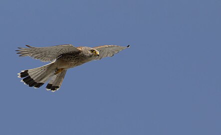 Common Kestrel in Yerevan