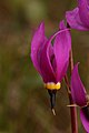 Dodecatheon conjugens