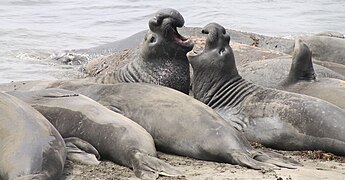 Elephant Seals in California - Sarah Stierch.jpg