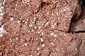 Crinoidal red limestone, Hirlatzkalk, Upper Triassic/Lower Jurassic, Austria