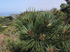 Pinus pinaster kz05.jpg