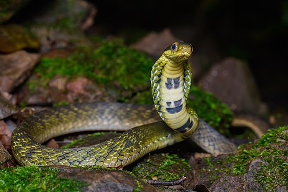 "Pseudoxenodon_macrops,_Large-eyed_bamboo_snake_-_Doi_Phu_Kha_National_Park_(48556791612).jpg" by User:Christian Ferrer