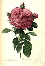 Redouté: Rosa gallica flore giganteo, 1824