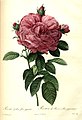 Rosa gallica flore giganteo, 1824