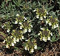 * Nomination Mountain germander (Teucrium montanum) --Robert Flogaus-Faust 17:31, 25 June 2021 (UTC) * Promotion  Support Good quality. --Nefronus 21:42, 25 June 2021 (UTC)