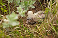 Nestlings and egg, Iceland