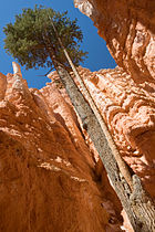 At Bryce Canyon National Park, Utah