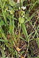 Claytonia perfoliata