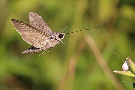 Agrius convolvuli (Convolvulus hawk-moth)