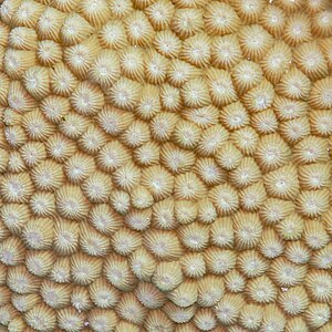 Coral (Astreopora myriophthalma), mar Rojo, Egipto, 2023-04-18, DD 15