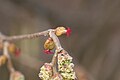 female Corylus avellana inflorescence – 2024