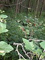 Ribes rubrum L. var. rubrum