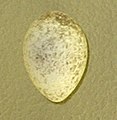 Egg; Natural History Museum in Vienna