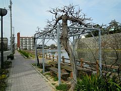 Imabari Castle - panoramio (6).jpg