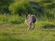 Lepus europaeus