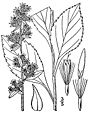 Solidago squarrosa