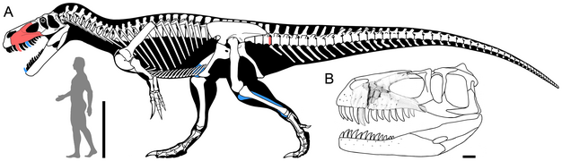 Torvosaurus gurneyi.png