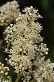 Ceanothus velutinus