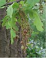 Oak galls on male flowers