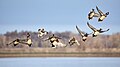 91 Flock of American wigeons in flight at Llano Seco (2023)-104A0879 uploaded by Frank Schulenburg, nominated by Frank Schulenburg,  25,  0,  0