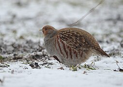 Grey partridge (47316675232).jpg