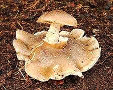 Misvormde nevelzwam (Clitocybe nebularis).jpg