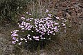 Phlox speciosa