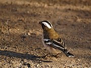 ♀ Plocepasser mahali ansorgei