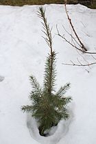 Young tree with Lammas growth; Marki