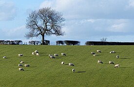 A field of sheep north of the Grand Union Canal - geograph.org.uk - 4091562.jpg