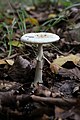 Amanita phalloides