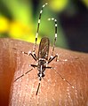 Asian tiger mosquito, Aedes albopictus, showing its typical white stripe on the back.