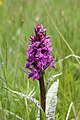 Dactylorhiza majalis