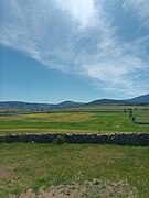 Green meadow in late spring.jpg